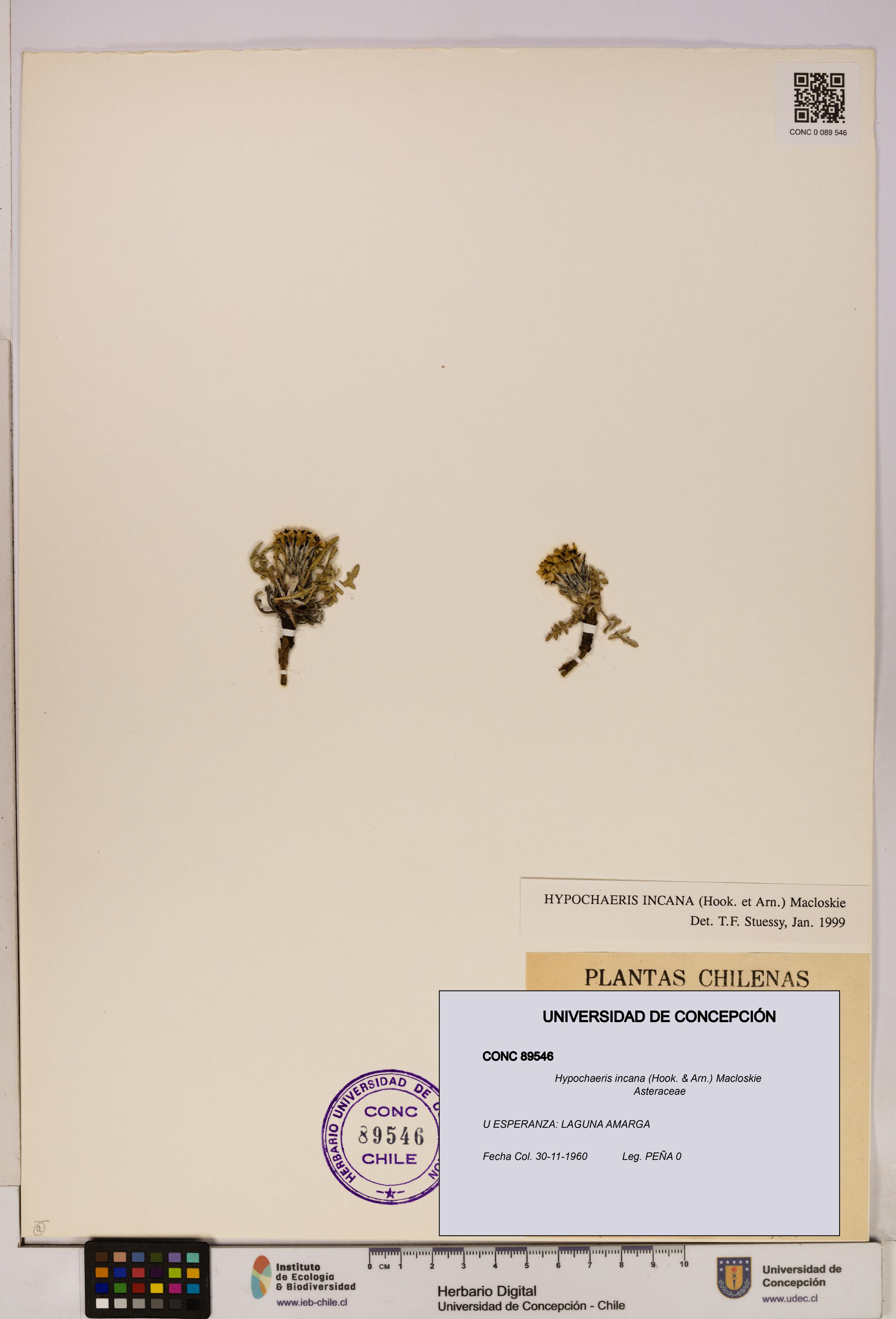 Hypochaeris incana [Espécimen: UDEC:CONC:0089546]