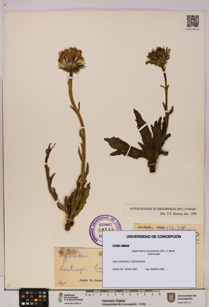 Hypochaeris scorzonerae [Espécimen: UDEC:CONC:0089549]