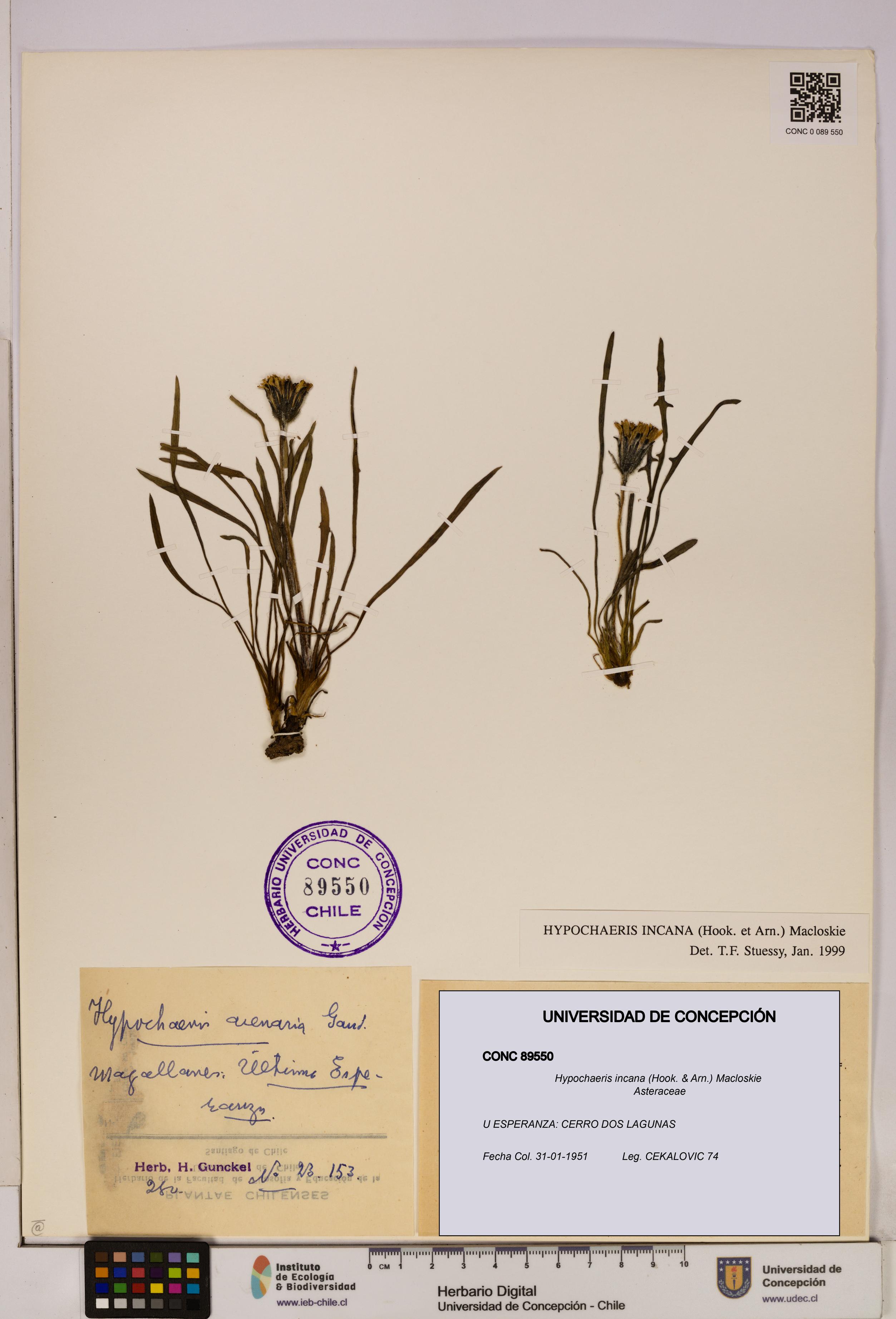 Hypochaeris incana [Espécimen: UDEC:CONC:0089550]