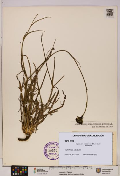 Hypochaeris scorzonerae [Espécimen: UDEC:CONC:0089552]