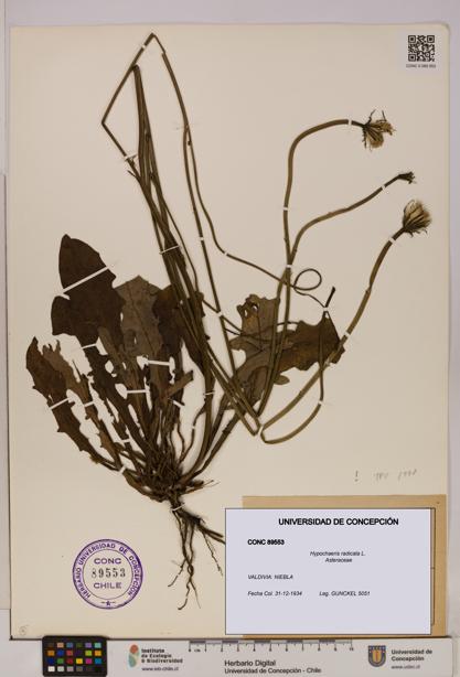 Hypochaeris radicata [Espécimen: UDEC:CONC:0089553]