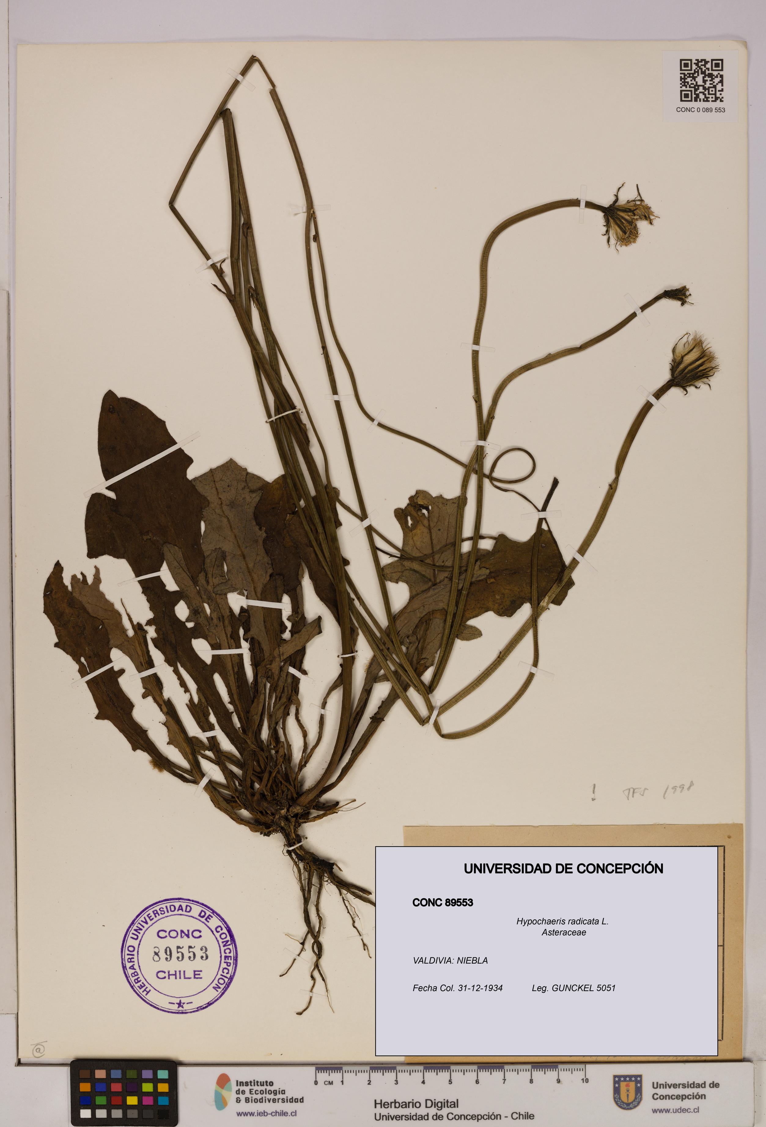 Hypochaeris radicata [Espécimen: UDEC:CONC:0089553]