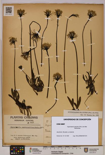 Hypochaeris palustris [Espécimen: UDEC:CONC:0089557]