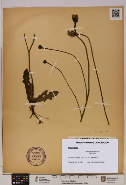 Hypochaeris radicata [Espécimen: UDEC:CONC:0089559]