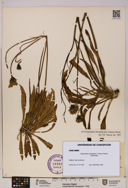 Hypochaeris spathulata [Espécimen: UDEC:CONC:0089560]