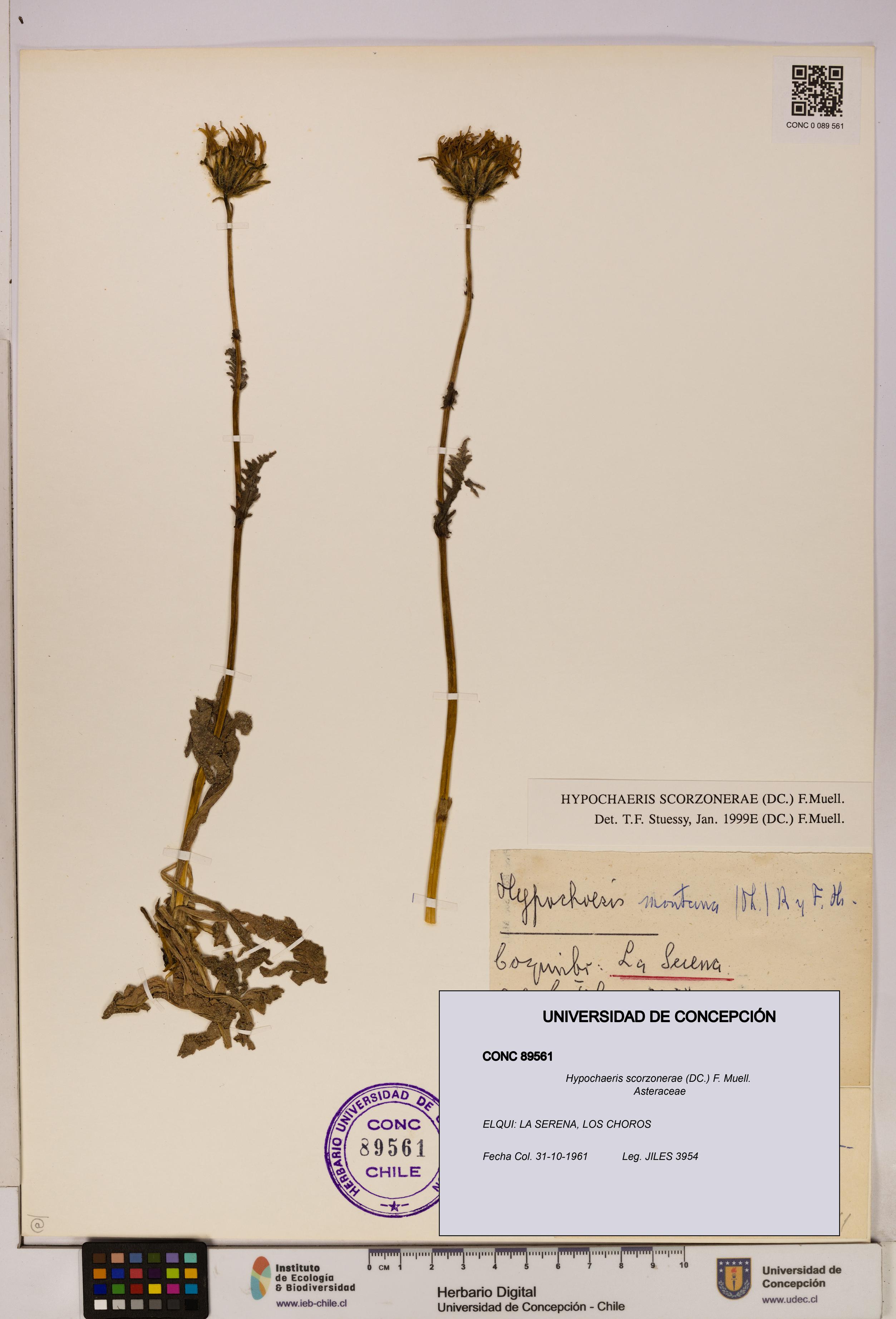 Hypochaeris scorzonerae [Espécimen: UDEC:CONC:0089561]