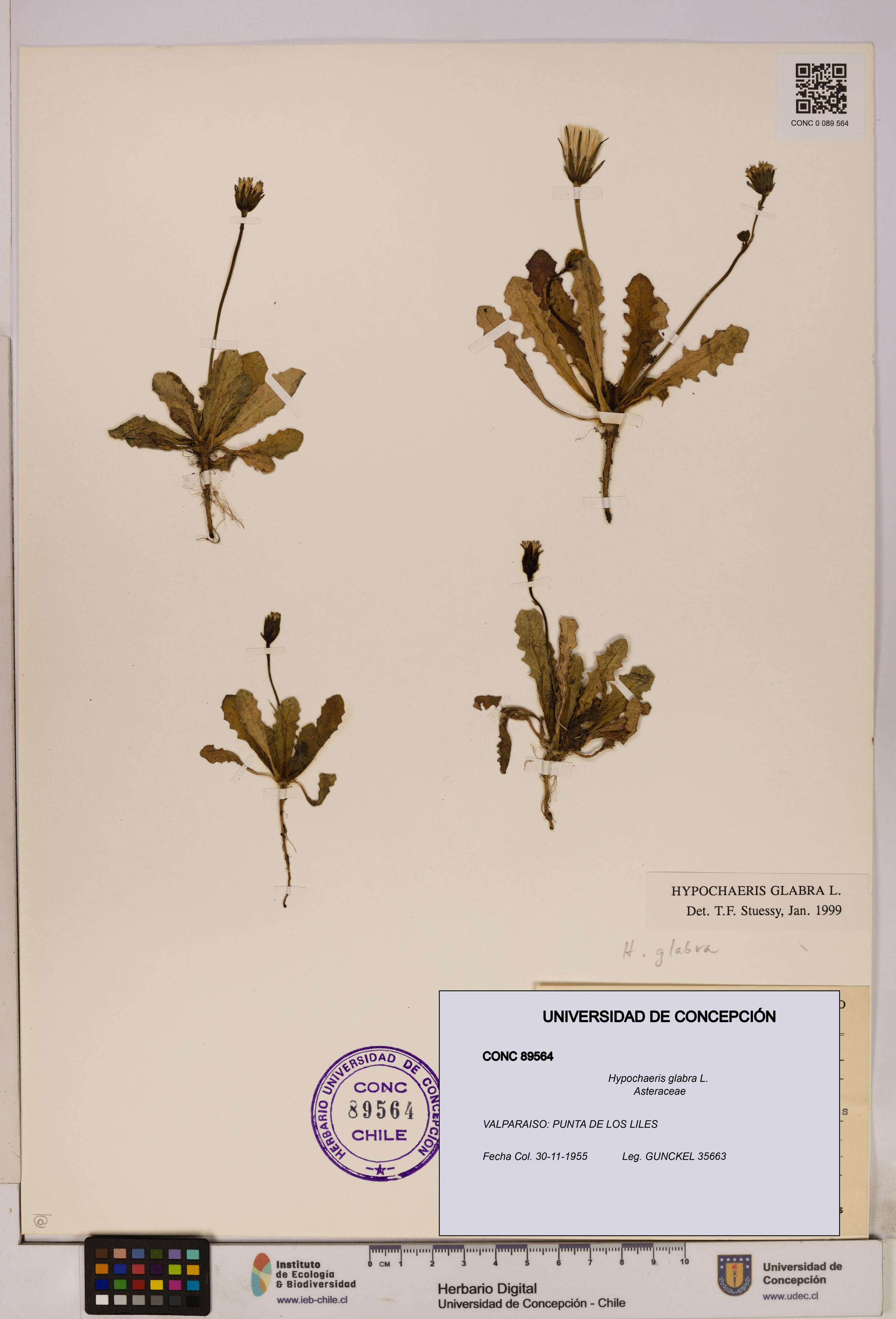 Hypochaeris glabra [Espécimen: UDEC:CONC:0089564]