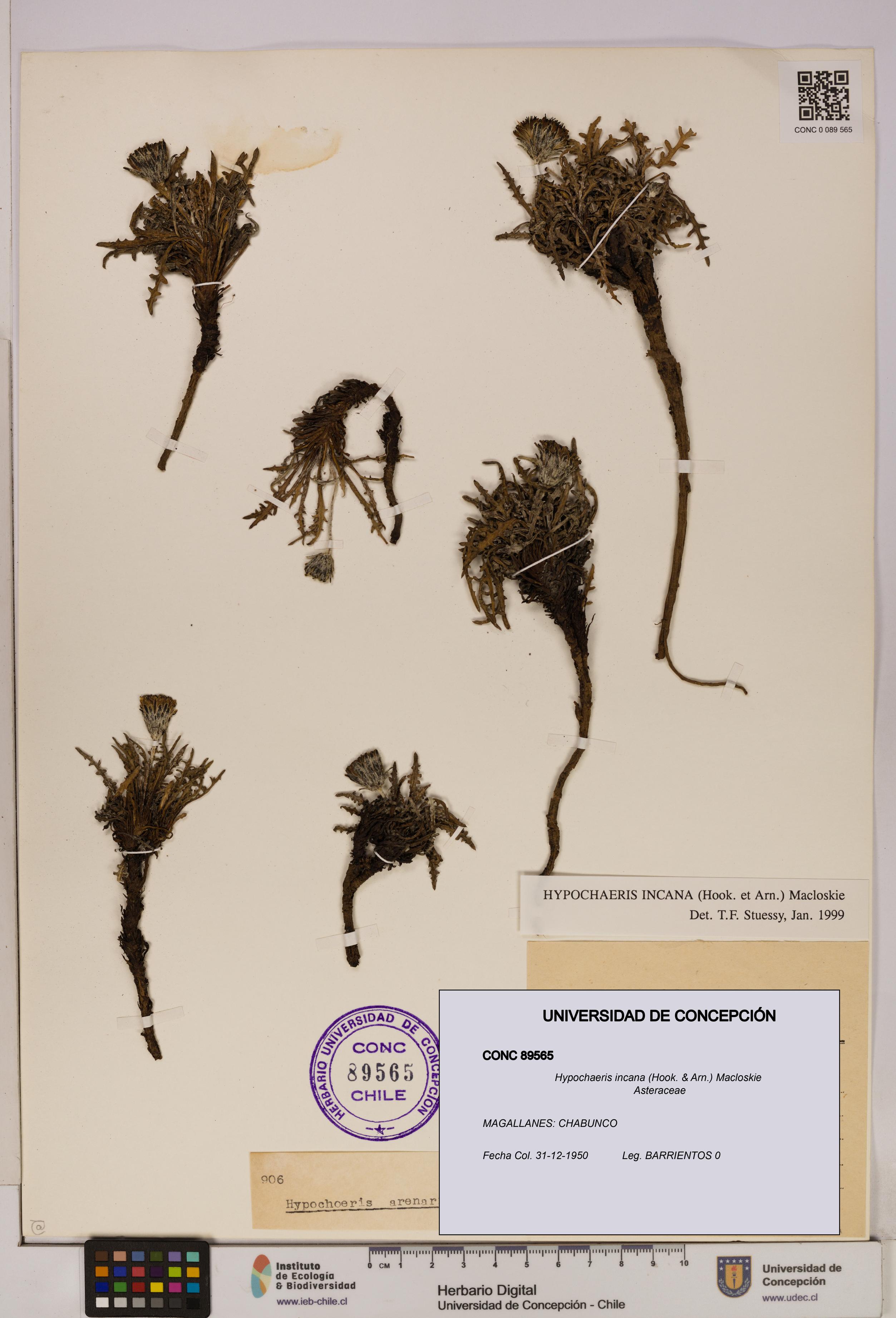 Hypochaeris incana [Espécimen: UDEC:CONC:0089565]