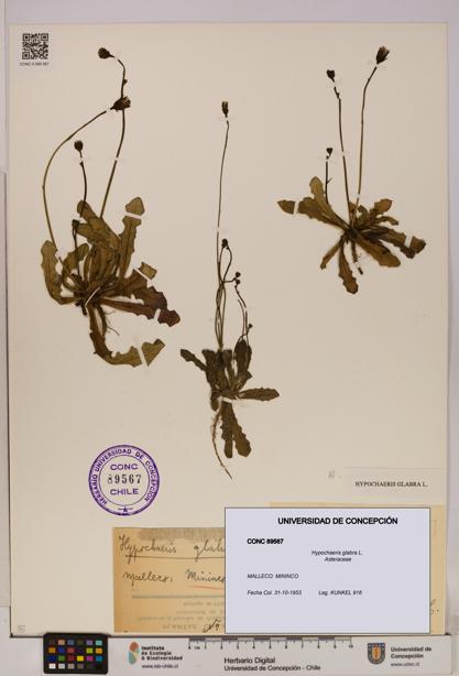 Hypochaeris glabra [Espécimen: UDEC:CONC:0089567]