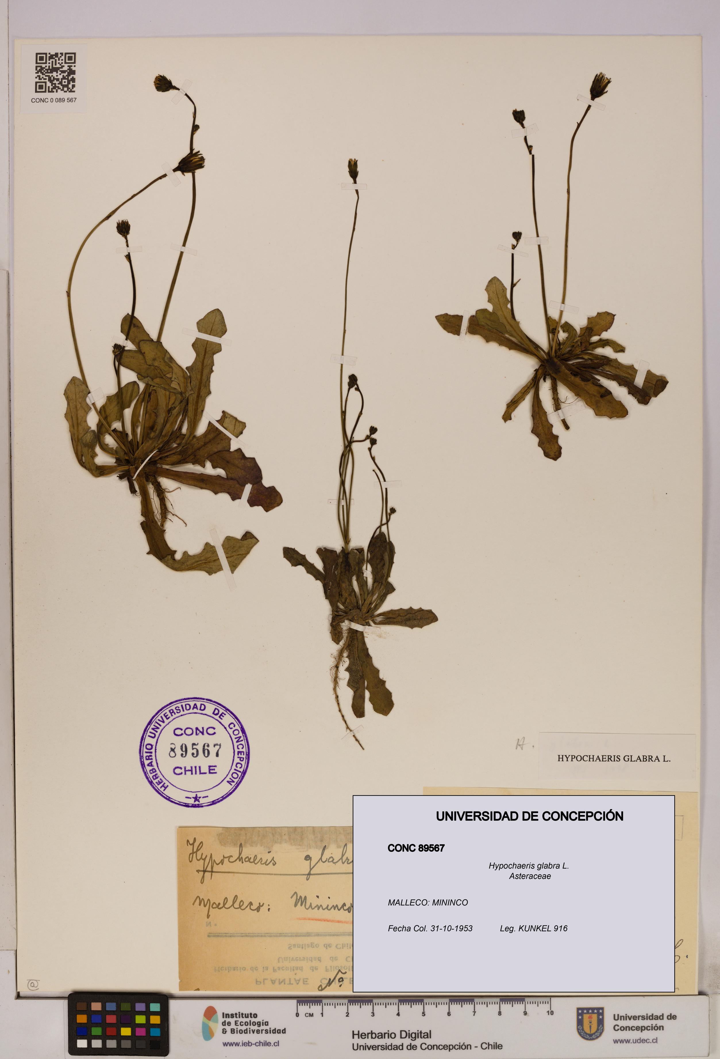 Hypochaeris glabra [Espécimen: UDEC:CONC:0089567]