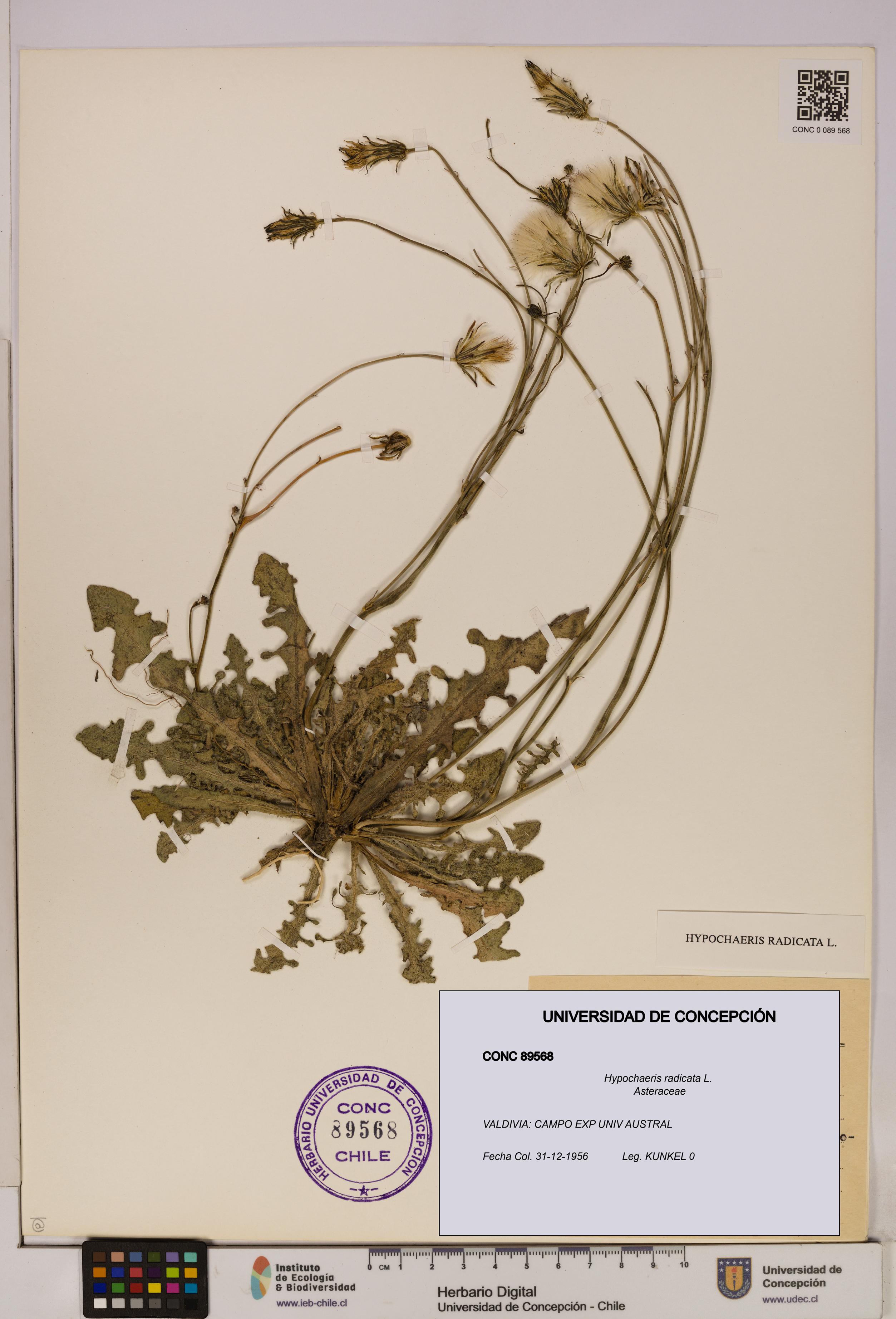 Hypochaeris radicata [Espécimen: UDEC:CONC:0089568]