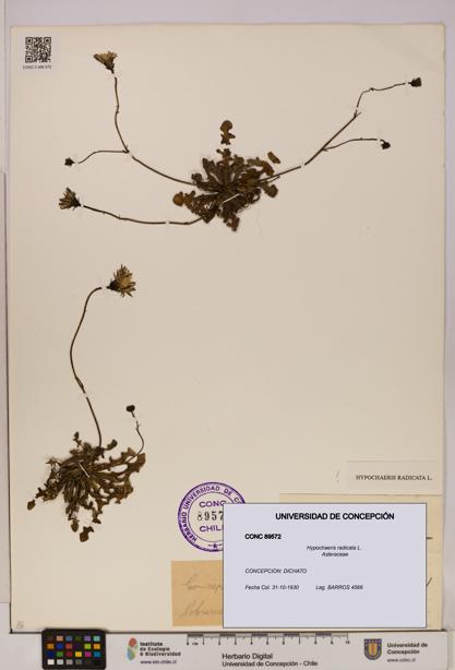Hypochaeris radicata [Espécimen: UDEC:CONC:0089572]