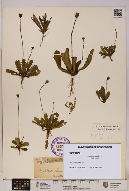 Hypochaeris glabra [Espécimen: UDEC:CONC:0089573]