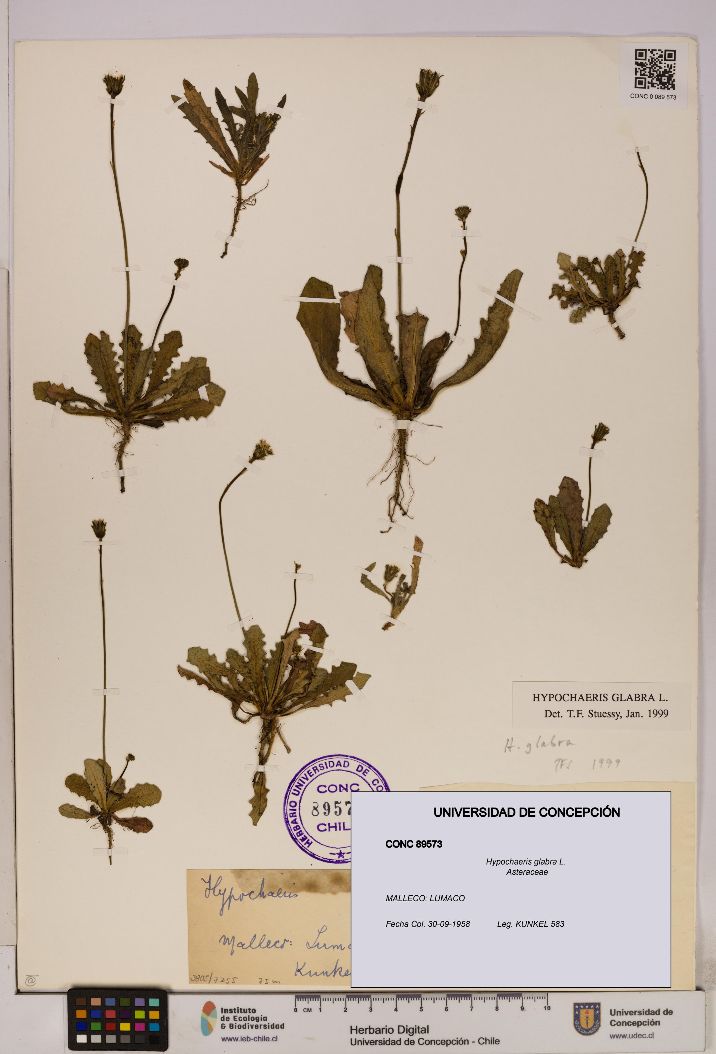 Hypochaeris glabra [Espécimen: UDEC:CONC:0089573]