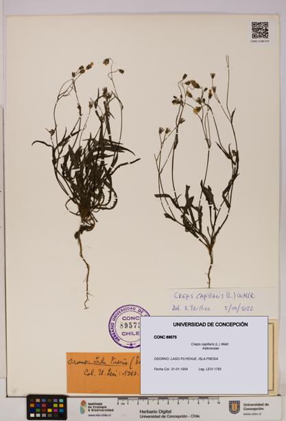 Crepis capillaris [Espécimen: UDEC:CONC:0089575]