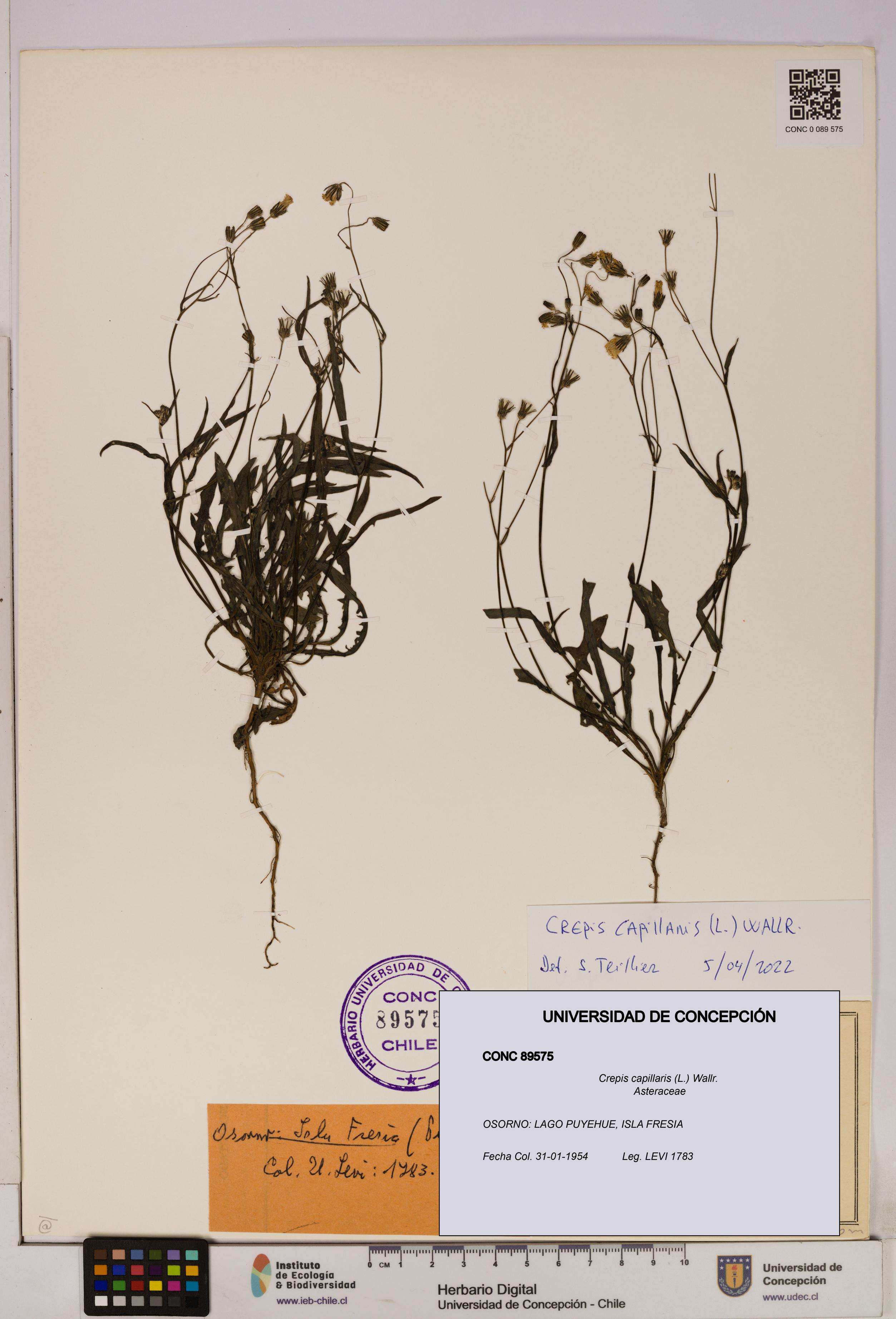 Crepis capillaris [Espécimen: UDEC:CONC:0089575]