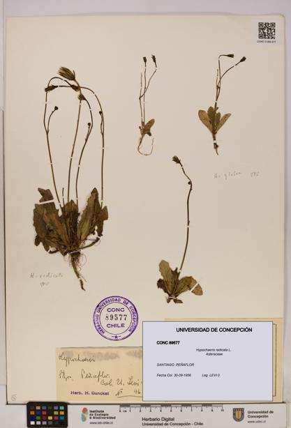 Hypochaeris radicata [Espécimen: UDEC:CONC:0089577]