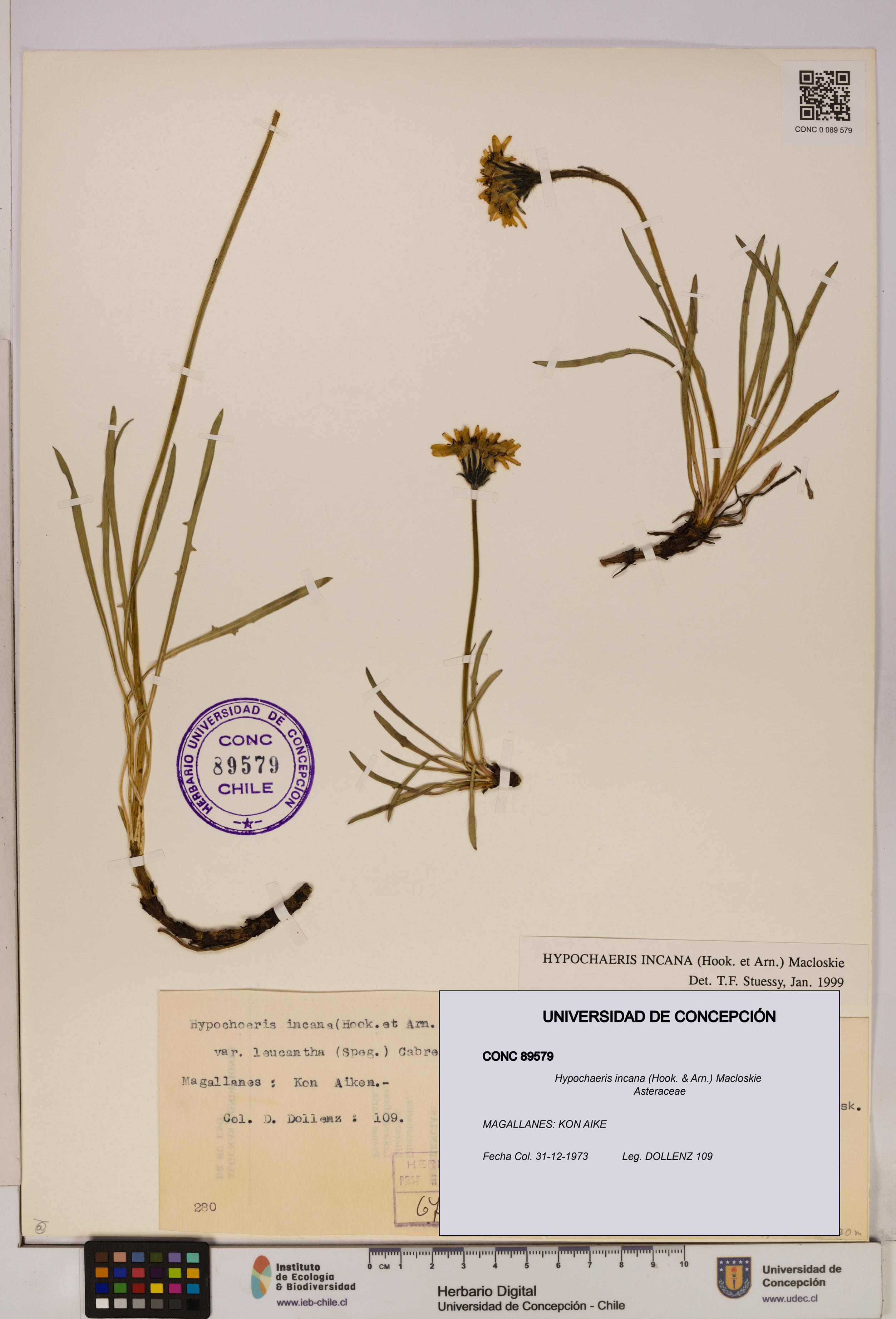 Hypochaeris incana [Espécimen: UDEC:CONC:0089579]