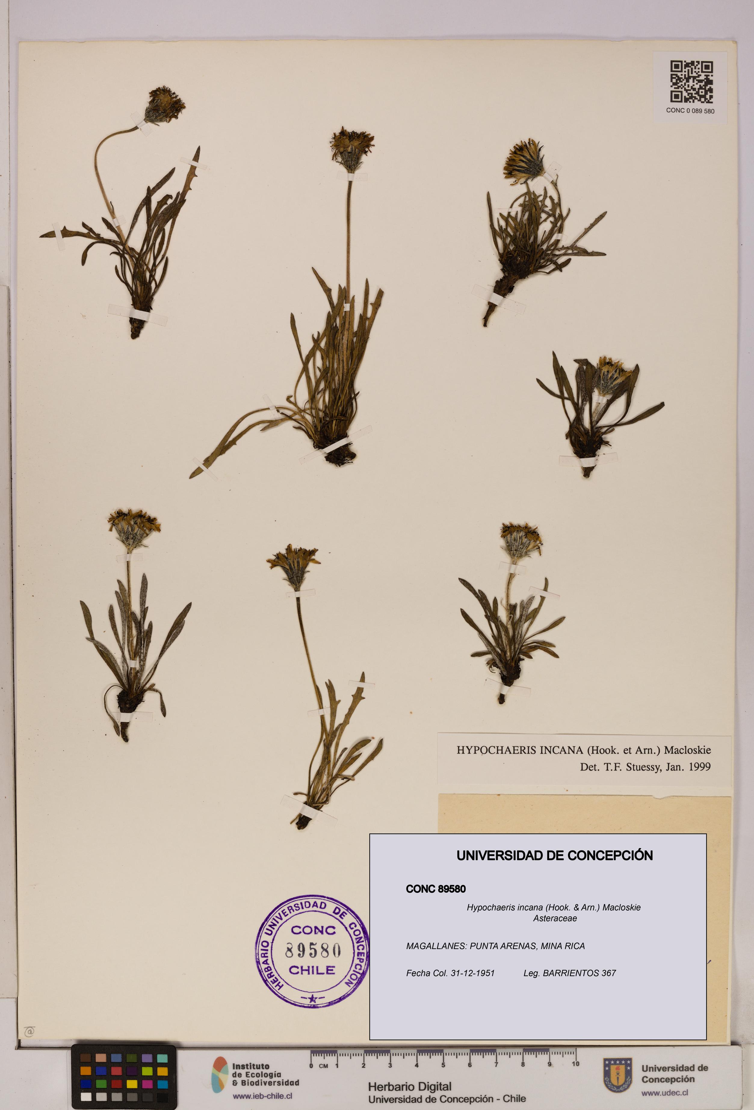 Hypochaeris incana [Espécimen: UDEC:CONC:0089580]