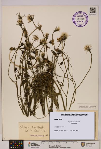 Hypochaeris radicata [Espécimen: UDEC:CONC:0089581]