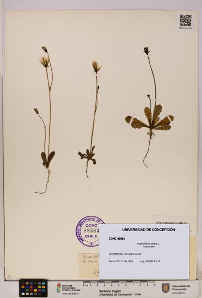 Hypochaeris glabra [Espécimen: UDEC:CONC:0089583]