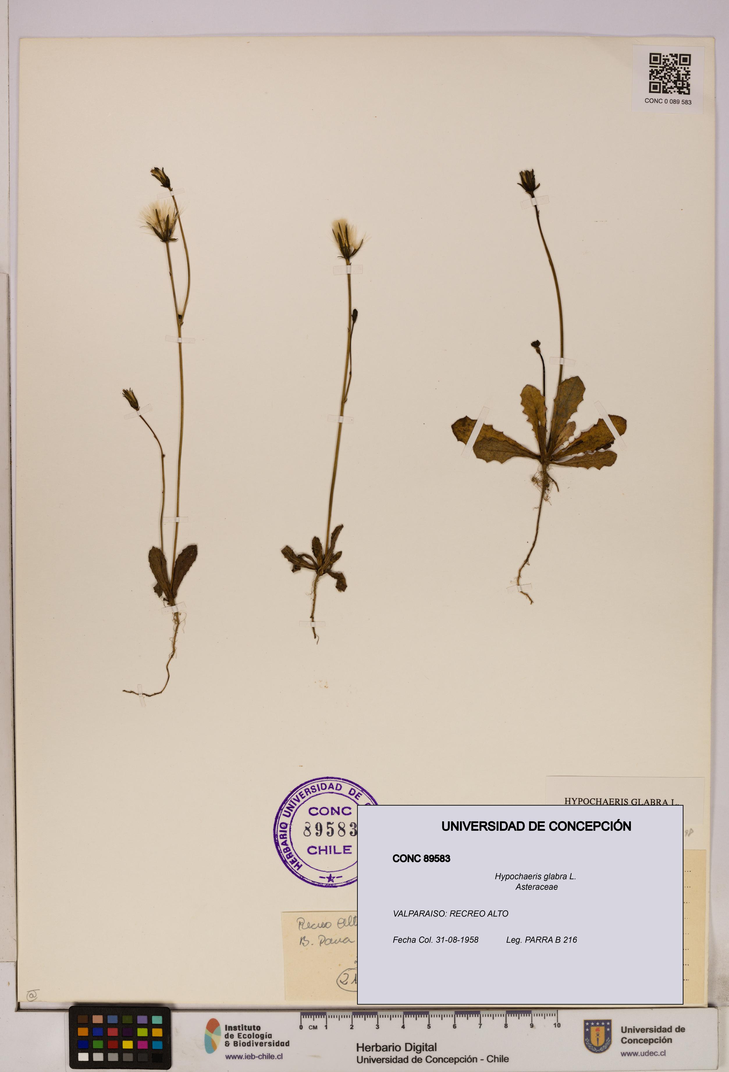 Hypochaeris glabra [Espécimen: UDEC:CONC:0089583]
