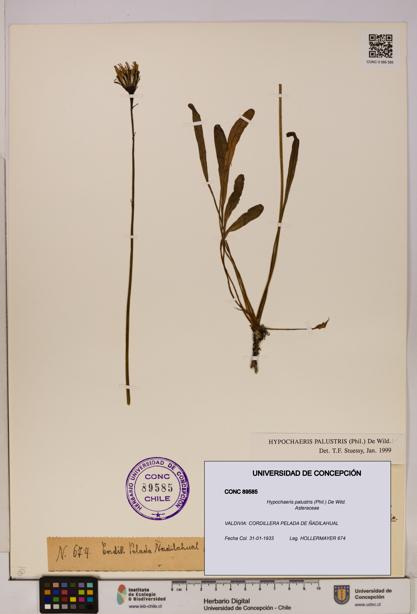 Hypochaeris palustris [Espécimen: UDEC:CONC:0089585]