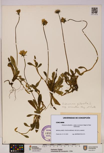 Hieracium pilosella [Espécimen: UDEC:CONC:0089586]
