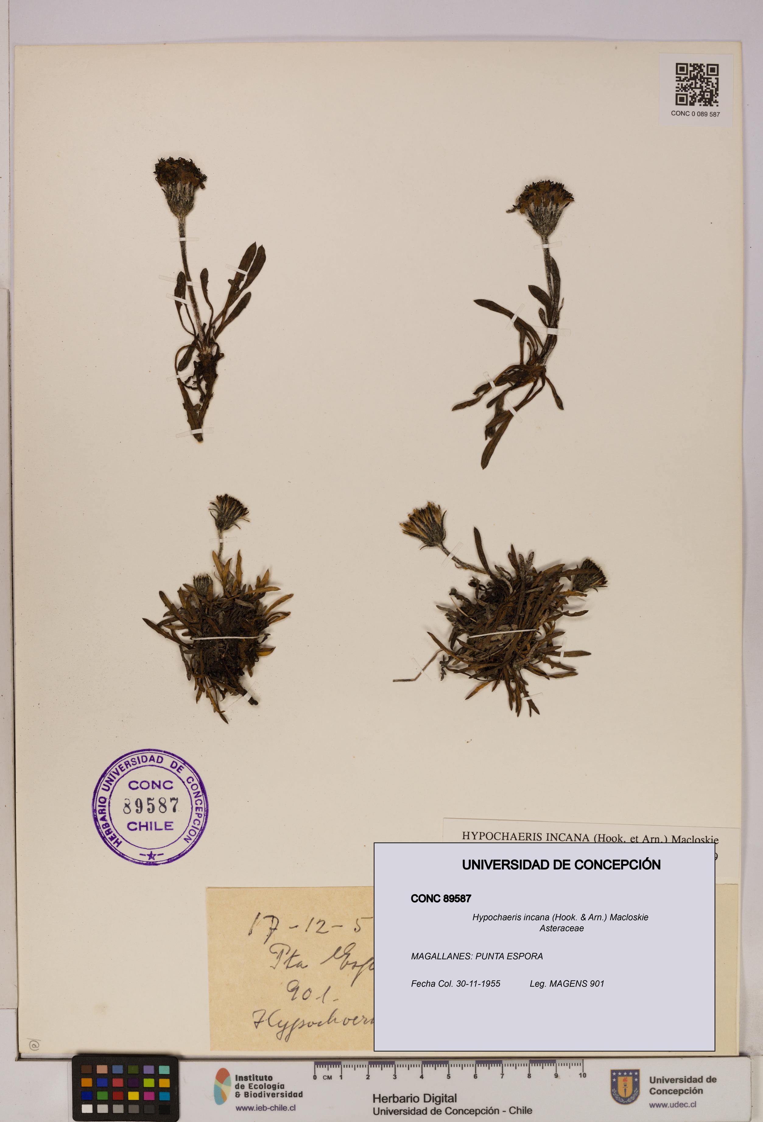 Hypochaeris incana [Espécimen: UDEC:CONC:0089587]