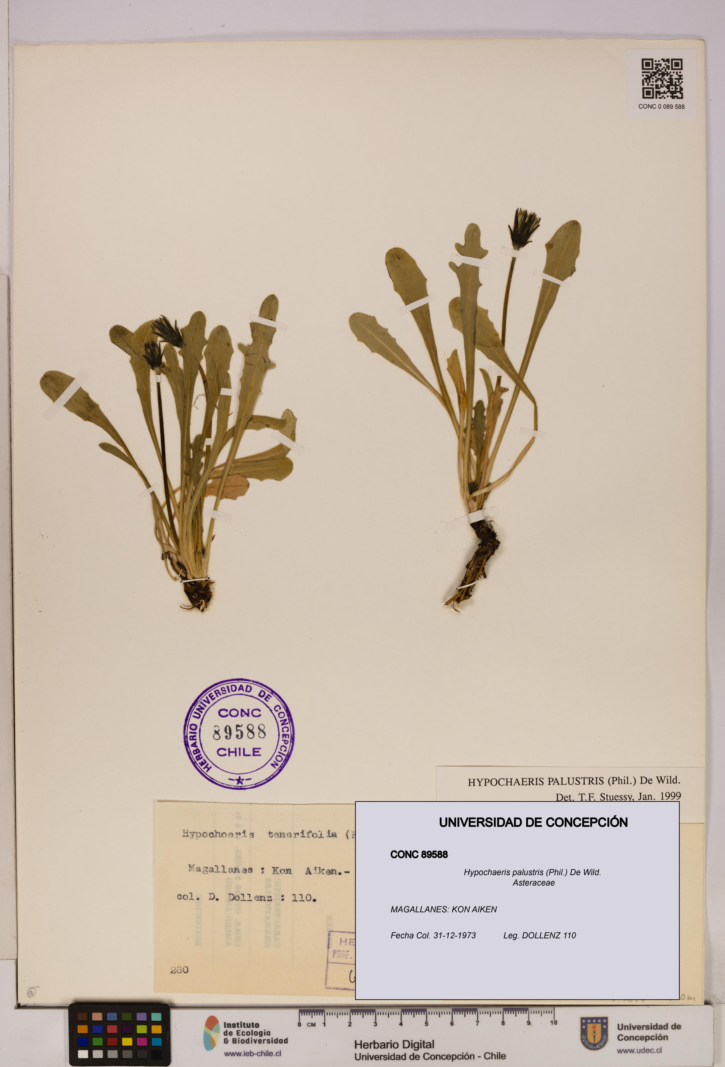 Hypochaeris palustris [Espécimen: UDEC:CONC:0089588]