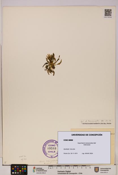 Hypochaeris taraxacoides [Espécimen: UDEC:CONC:0089589]
