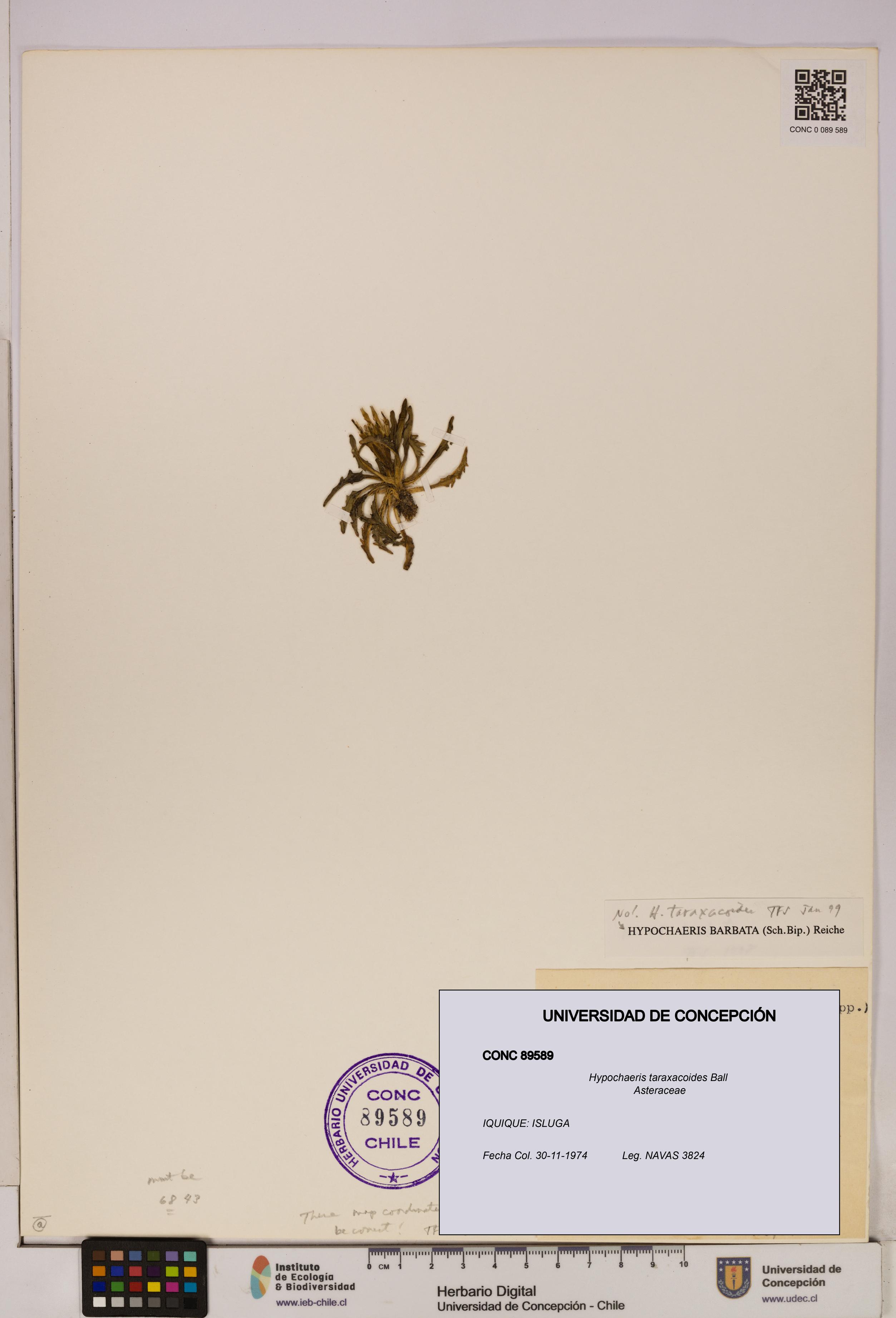 Hypochaeris taraxacoides [Espécimen: UDEC:CONC:0089589]