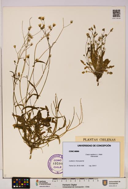Crepis capillaris [Espécimen: UDEC:CONC:0089590]