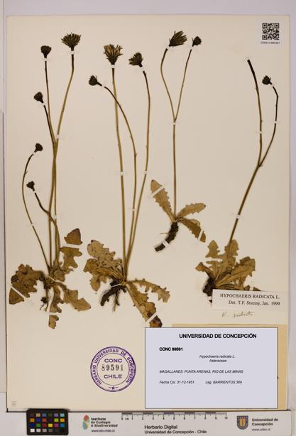 Hypochaeris radicata [Espécimen: UDEC:CONC:0089591]
