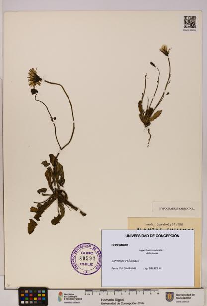 Hypochaeris radicata [Espécimen: UDEC:CONC:0089592]