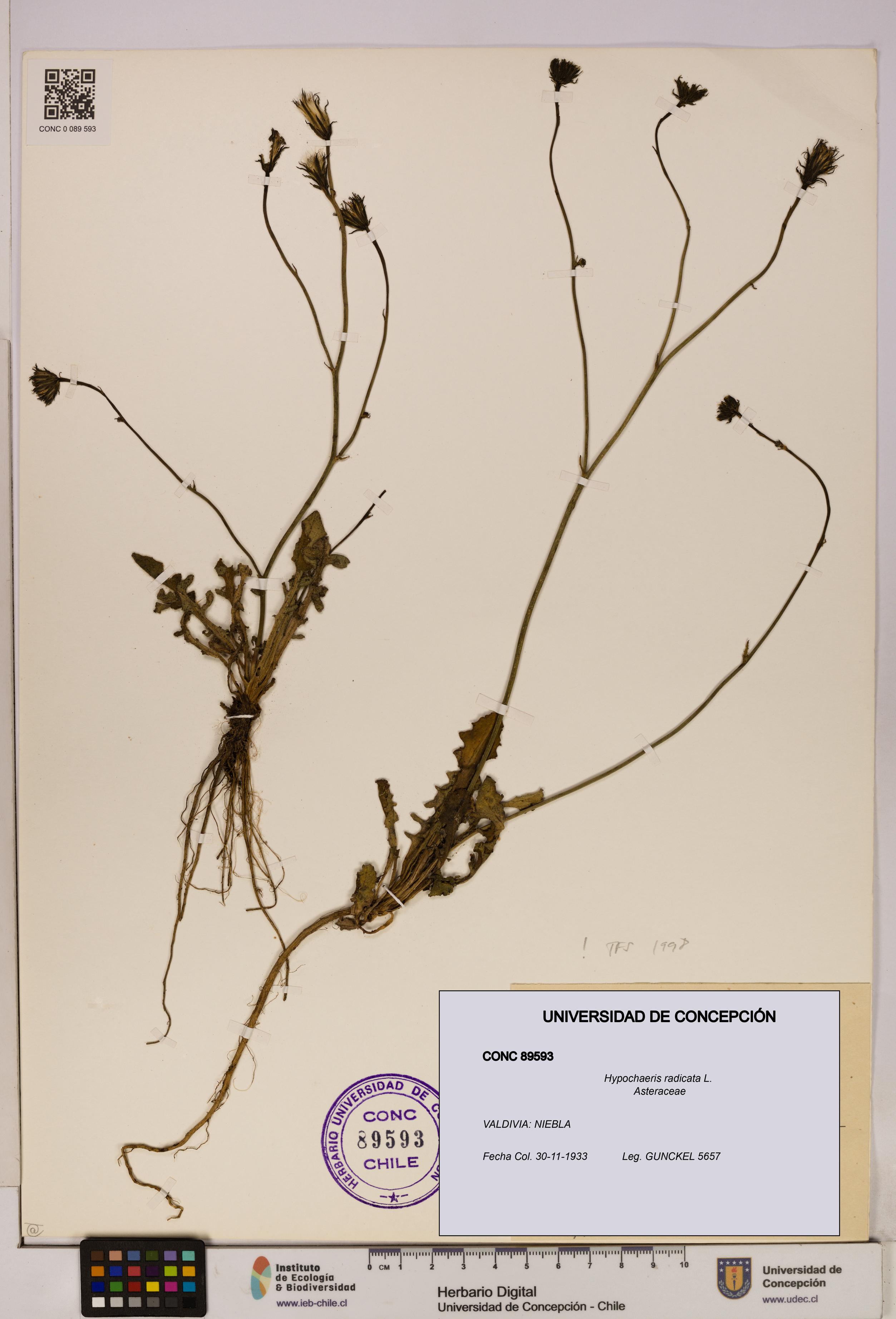 Hypochaeris radicata [Espécimen: UDEC:CONC:0089593]