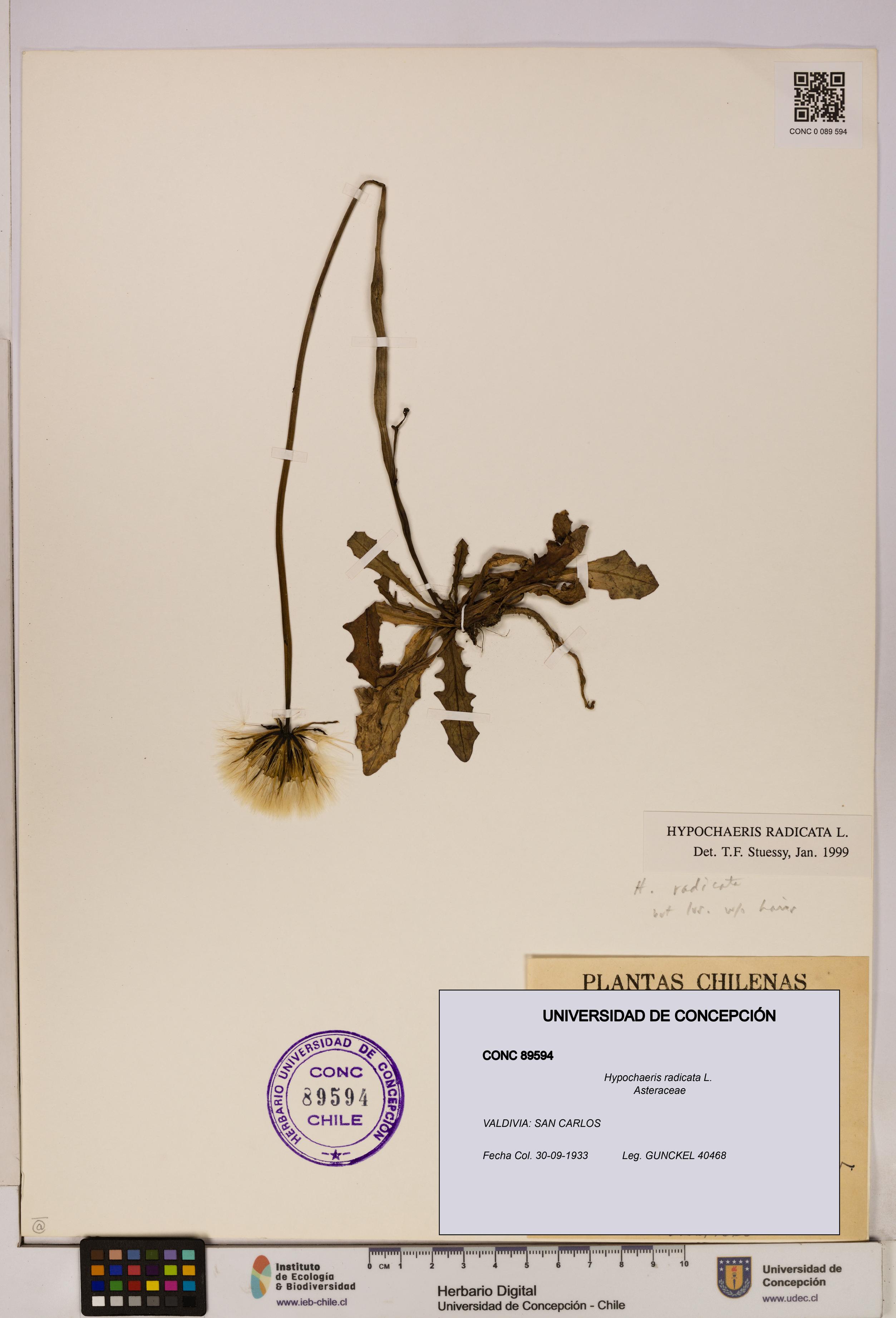 Hypochaeris radicata [Espécimen: UDEC:CONC:0089594]
