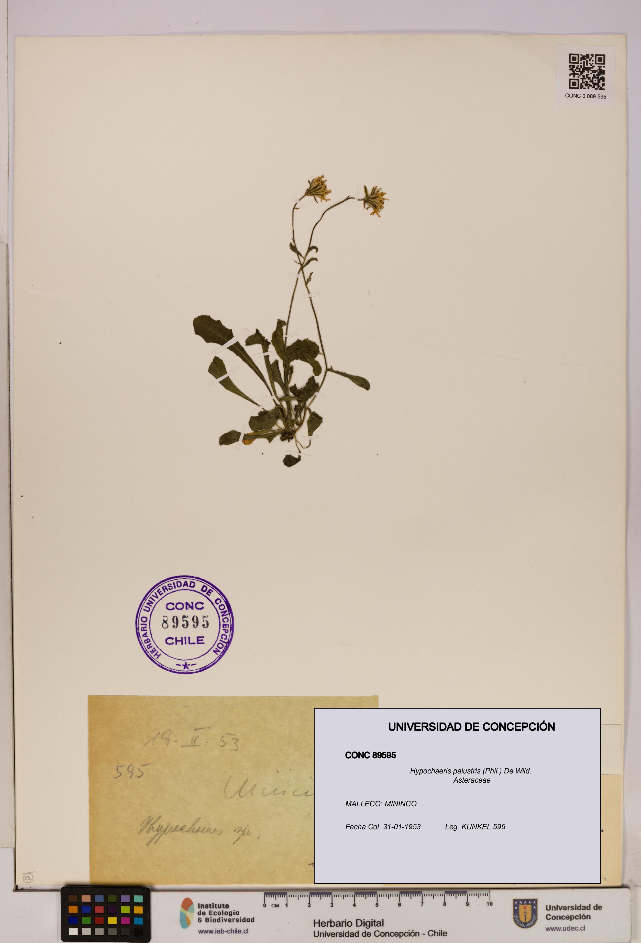 Hypochaeris palustris [Espécimen: UDEC:CONC:0089595]