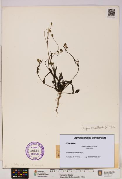 Crepis capillaris [Espécimen: UDEC:CONC:0089596]
