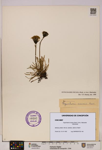 Hypochaeris incana [Espécimen: UDEC:CONC:0089597]