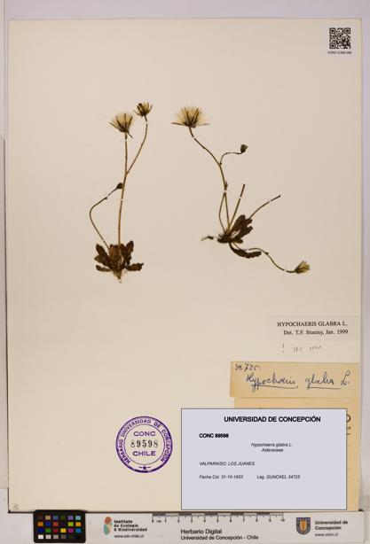 Hypochaeris glabra [Espécimen: UDEC:CONC:0089598]