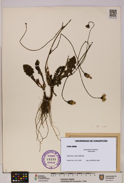 Hypochaeris radicata [Espécimen: UDEC:CONC:0089599]