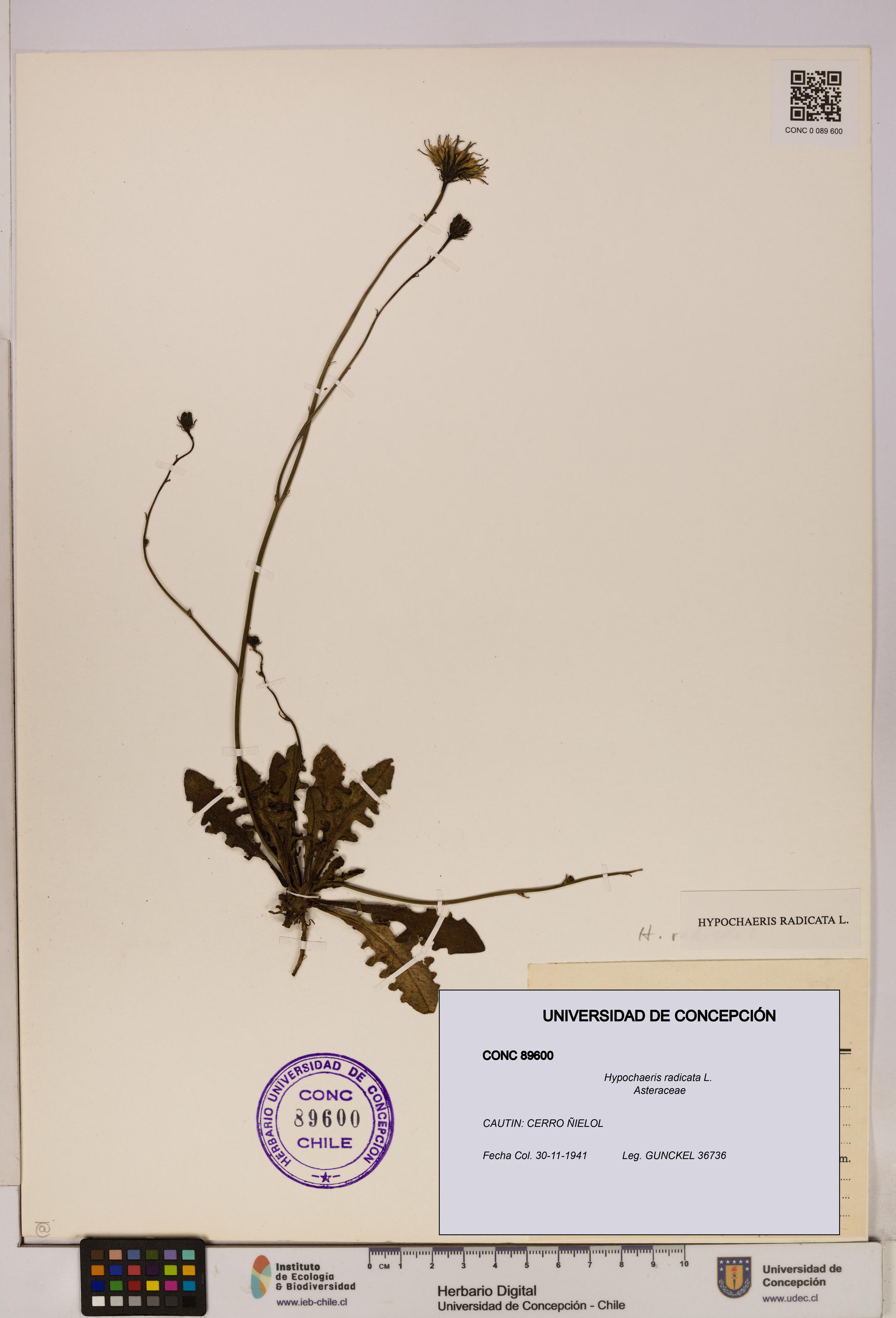 Hypochaeris radicata [Espécimen: UDEC:CONC:0089600]