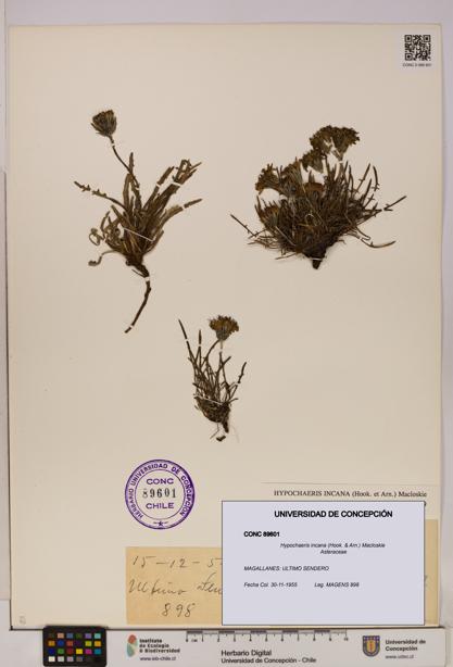 Hypochaeris incana [Espécimen: UDEC:CONC:0089601]