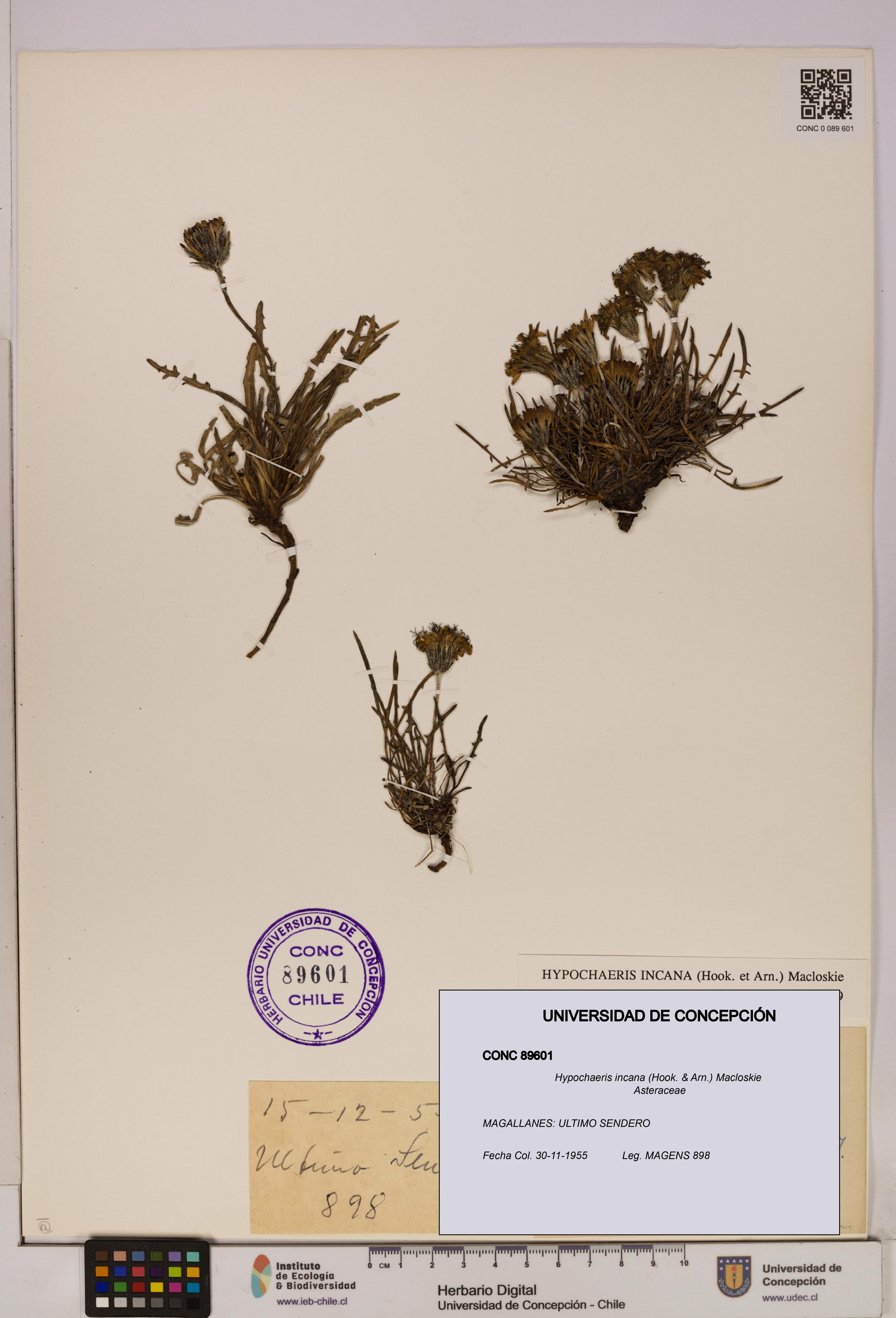 Hypochaeris incana [Espécimen: UDEC:CONC:0089601]