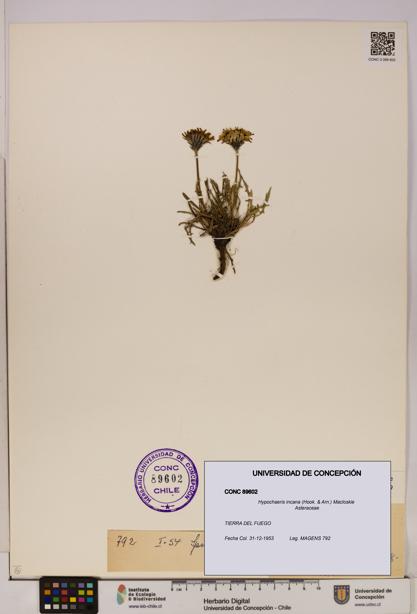 Hypochaeris incana [Espécimen: UDEC:CONC:0089602]