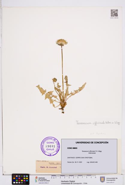 Taraxacum officinale [Espécimen: ]