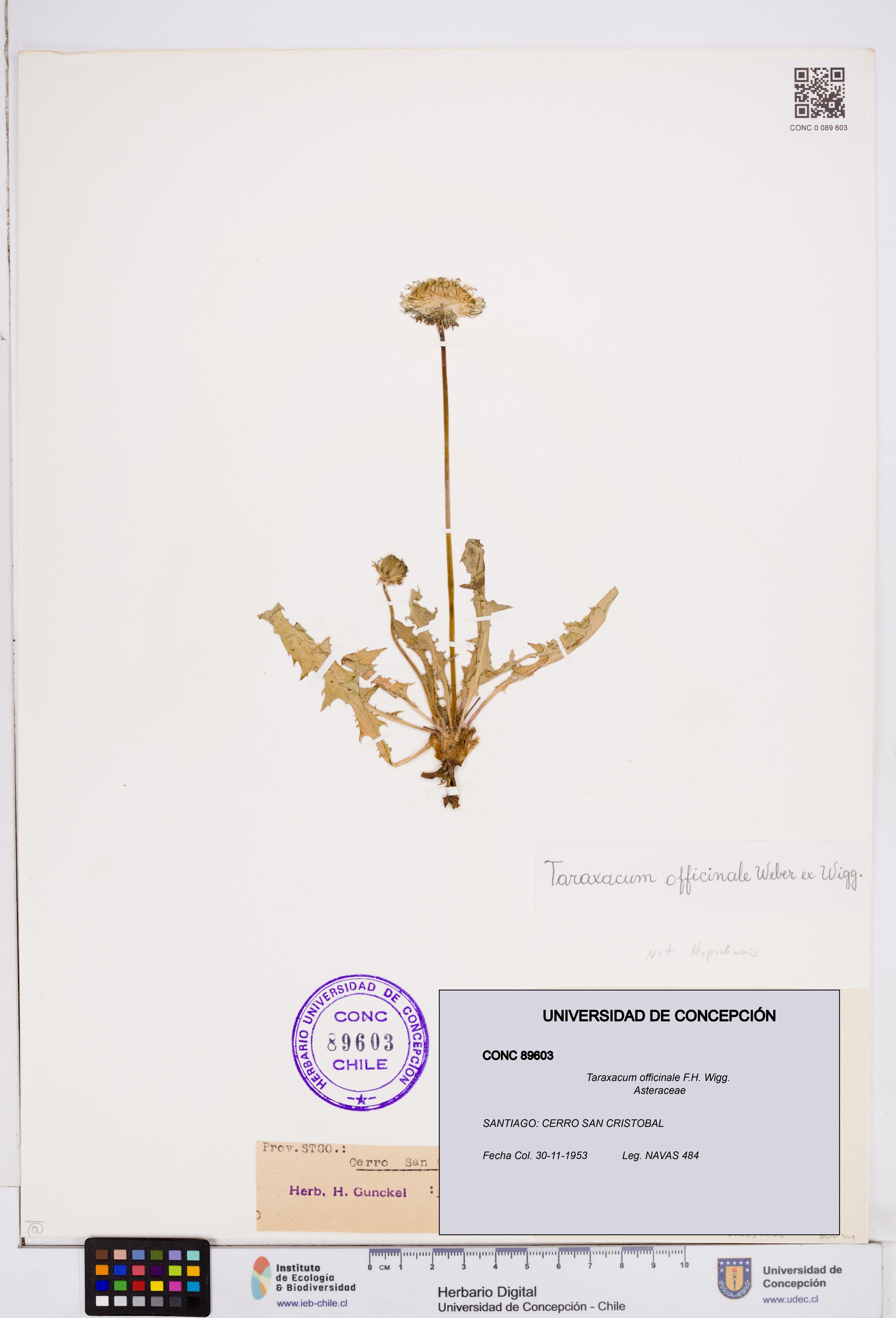 Taraxacum officinale [Espécimen: ]