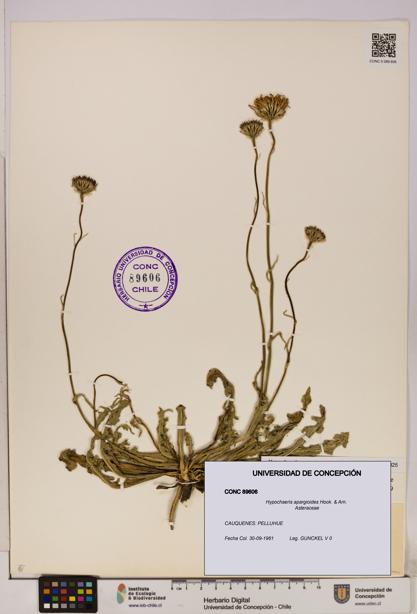 Hypochaeris apargioides [Espécimen: UDEC:CONC:0089606]