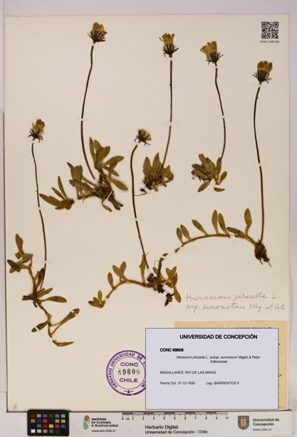 Hieracium pilosella [Espécimen: UDEC:CONC:0089608]
